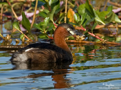 Little Grebe 

Scientific name - Tachybaptus ruficollis 

Habitat - Uncommon, in freshwater ponds or marshes. Dives when disturbed by intruders. 


[40D + 500 f4 L IS + Canon 1.4x TC, bean bag]