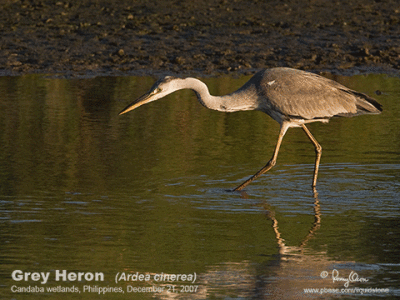 ANIMATED VERSION - Hunting Heron (721 KB GIF, 7 frames)

Grey Heron 

Scientific name - Ardea cinerea 

Habitat - Uncommon in wetlands. 

[40D + 500 f4 L IS + Canon 1.4x TC, bean bag] 

