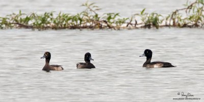 Tufted Duck 

Scientific name - Aythya fuligula 

Habitat - Uncommon in open water in deeper lakes and marshes. 

[40D + 500 f4 L IS + stacked Canon/Tamron 1.4x TCs, 1000 mm, f/10, bean bag]