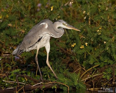 Grey Heron 

Scientific name - Ardea cinerea 

Habitat - Uncommon in wetlands. 

[40D + 500 f4 L IS + Canon 1.4x TC, bean bag] 
