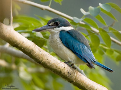 Collared Kingfisher 

Scientific name: Todiramphus chloris 

Habitat: Coastal areas to open country, but seldom in forest 

[40D + 500f/4 L IS + Canon 1.4x, 475B/3421 support]