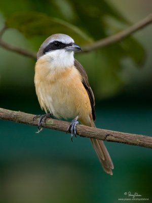 Brown Shrike 

Scientific name - Lanius cristatus 

Habitat - Common in all habitats at all elevations. 

[40D + 500f/4 L IS + Canon 1.4x, 475B/3421 support]
