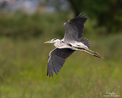 Grey Heron 

Scientific name - Ardea cinerea 

Habitat - Uncommon in wetlands. 

[1DM2 + 500 f4 L IS + Canon 1.4x TC, 475B/3421 support]
