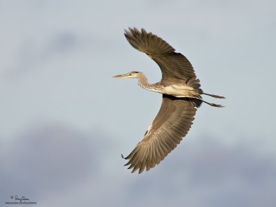 Grey Heron 

Scientific name - Ardea cinerea 

Habitat - Uncommon in wetlands. 

[1DM2 + 500 f4 L IS + Canon 1.4x TC, 475B/3421 support] 
