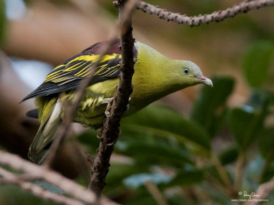 Pompadour Green-Pigeon 

Scientific name - Treron pompadora 

Habitat - Uncommon in forest and forest patches up tp at least 1000 m. 

[40D + 500 f4 L IS + Canon 1.4x TC, 475B/3421 support]