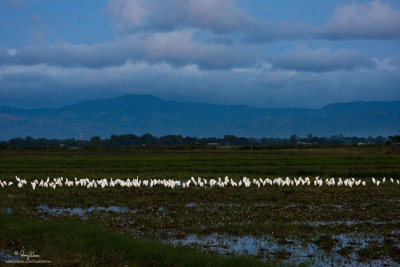 EGRETSCAPE. When the sun went below the horizon, most egrets have gone back to their roosting trees to spend the night. 
But not this mixed egret flock... looks like this group of white birds decided to stay on a ricefield till the next morning. 

[40D + 100-400 IS, hand held, resized full frame]