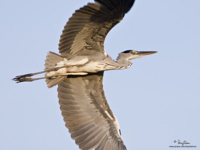 Grey Heron 

Scientific name - Ardea cinerea 

Habitat - Uncommon in wetlands. 

[1DM2 + 500 f4 L IS + Canon 1.4x TC, 475B/3421 support] 
