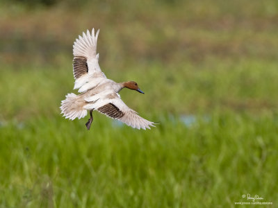 Philippine Duck 
(a Philippine endemic, an amelanistic individual) 

Scientific name - Anas luzonica 

Habitat - Freshwater marshes, shallow lakes and ricefields. 

[1DM2 + 500 f4 L IS + Canon 1.4x TC, 475B/3421 support]