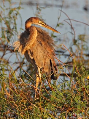 Purple Heron 

Scientific name - Ardea purpurea 

Habitat - All types of wetlands. 

[40D + 500 f4 IS + Canon 1.4x TC, bean bag] 