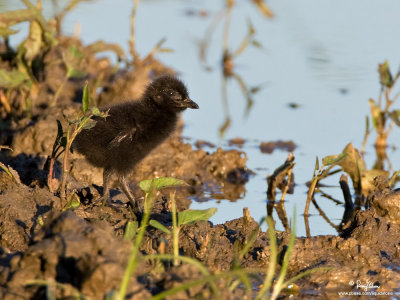 Barred Rail (pullus, or downy young)

Scientific name: Gallirallus torquatus 

Habitat: Edges of wetlands, gardens and drier cogon grasslands. 

[40D + 500 f4 L IS + Canon 1.4x TC, bean bag]