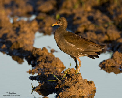 Common Moorhen (sub-adult)

Scientific name - Gallinula chloropus 

Habitat - Marshes and ponds. 

[40D + 500 f4 L IS + Canon 1.4x TC, bean bag] 
