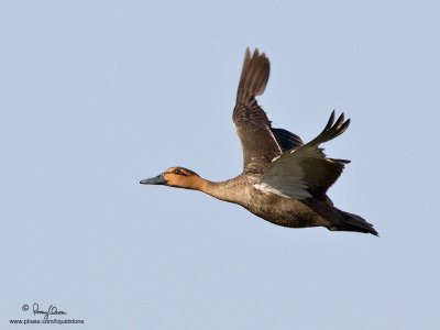 Philippine Duck 
(a Philippine endemic) 

Scientific name - Anas luzonica 

Habitat - Freshwater marshes, shallow lakes and ricefields. 

[1DM2 + 500 f4 L IS + Canon 1.4x TC, 475B/3421 support] 
