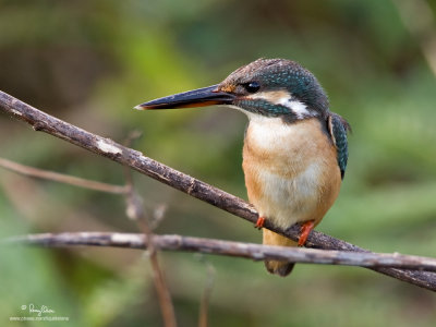 Common Kingfisher (juvenile)

Scientific Name - Alcedo atthis 

Habitat - Along coasts, fish ponds and open rivers. 

[40D + 500 f4 IS + Canon 1.4x TC, bean bag]