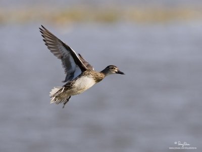 Garganey (female) 

Scientific name - Anas querquedula 

Habitat - Fresh water marshes and shallow lakes. 

[1DM2 + 500 f4 L IS + Canon 1.4x TC, 475B/3421 support] 
