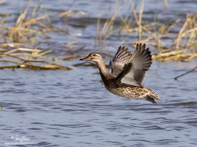 Garganey (female) 

Scientific name - Anas querquedula 

Habitat - Fresh water marshes and shallow lakes. 

[1DM2 + 500 f4 L IS + Canon 1.4x TC, 475B/3421 support] 
