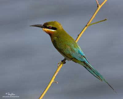 Blue-tailed Bee-eater 

Scientific name - Merops philippinus 

Habitat - Open country usually associated with water along rivers, marshes and ricefields. 

[40D + 500 f4 IS + Canon 1.4x TC, bean bag] 
