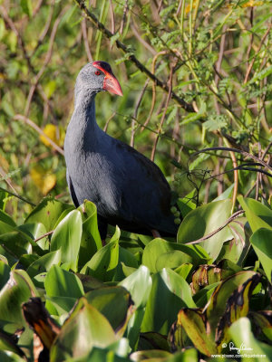 Purple Swamphen 

Scientific name - Porphyrio porphyrio 

Habitat - Uncommon in freshwater and brackish wetlands. 

[40D + 500 f4 L IS + Canon 1.4x TC, bean bag] 
