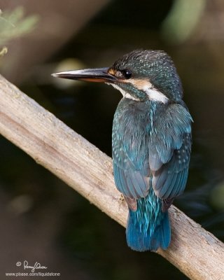 Common Kingfisher (juvenile) 

Scientific Name - Alcedo atthis 

Habitat - Along coasts, fish ponds and open rivers. 

[40D + 500 f4 IS + Canon 1.4x TC, bean bag] 
