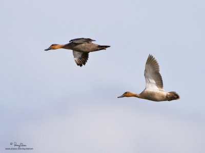 Philippine Duck 
(a Philippine endemic, an amelanistic individual) 

Scientific name - Anas luzonica 

Habitat - Freshwater marshes, shallow lakes and ricefields. 

[1DM2 + 500 f4 L IS + Canon 1.4x TC, 475B/3421 support]
