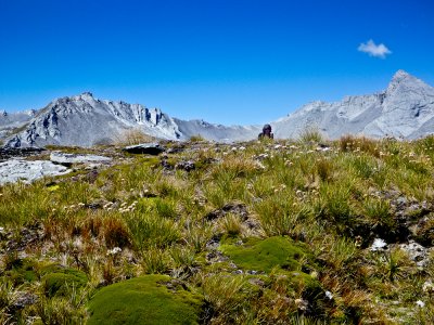 25. Alpine meaow.jpg