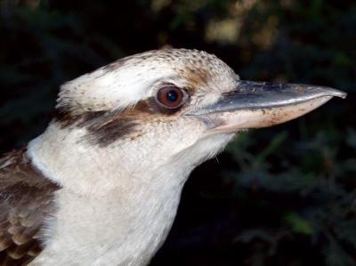 Kookaburra.jpg