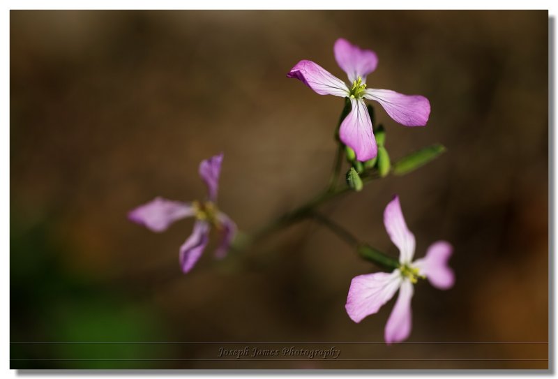 20111203 -- 123109 -- Canon 5D + Sigma 70 / 2.8 macro @ f/2.8, 1/2000, ISO 100