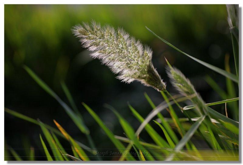 20120323 -- 170428 -- Canon 5D + Sigma 70 / 2.8 macro @ f/2.8, 1/800, ISO 100