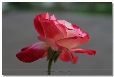 g4/41/399841/3/32538829.fLimzS3Q.jpg