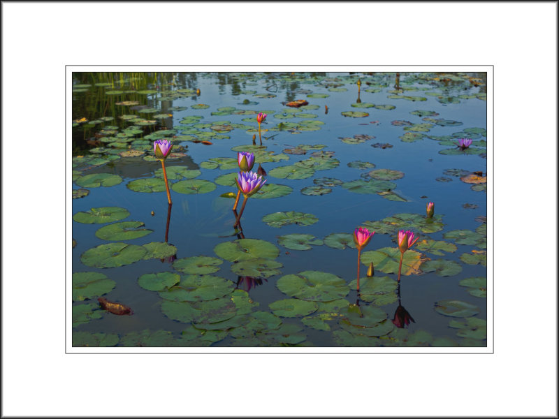 <font size=3><i> Lily Pond at Dusk