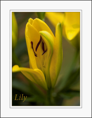  Yellow Lily