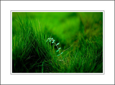 The Green Green Grass of Home