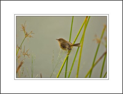 A Bird in Reeds
