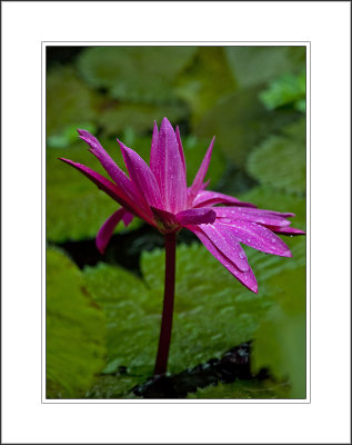 lotus_and_lilies