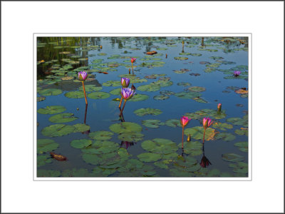  Lily Pond at Dusk