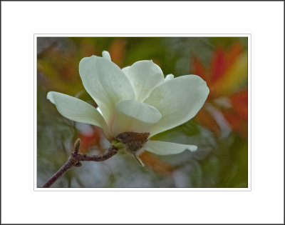 Yulan Magnolia in Early Spring
