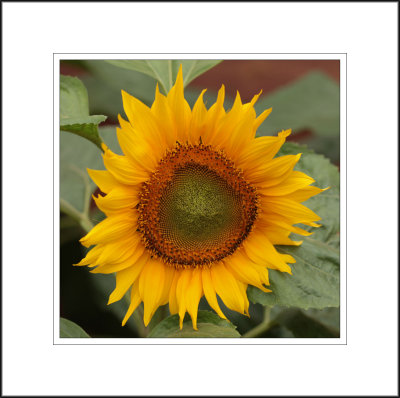  Sunflower on Display