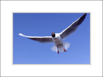 A Seagull Under a Blue Sky