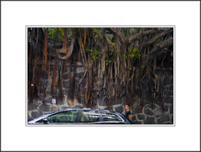 A Stone Wall Tree in Hollywood Rd