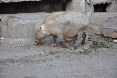 DSC_0560_2.jpg