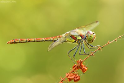 Macro Georgia