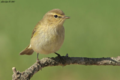 Willow Warbler - Phylloscopus trochilus