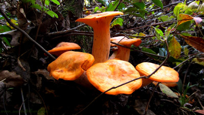 The Orange Mushrooms