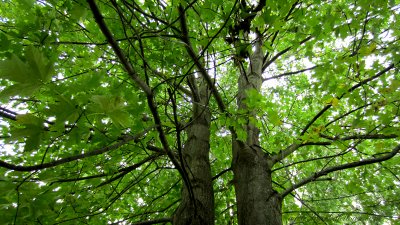 view up from hammock.jpg