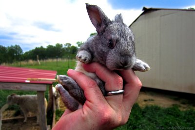 grey bunny-1-web.jpg
