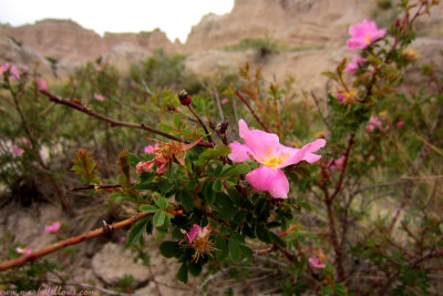 The Delicate Landscape