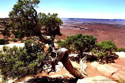 Old Tree in Canyonlands