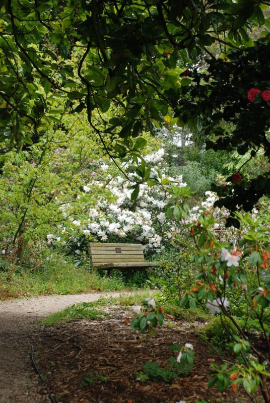 San Francisco Botanical Garden Path and Bench