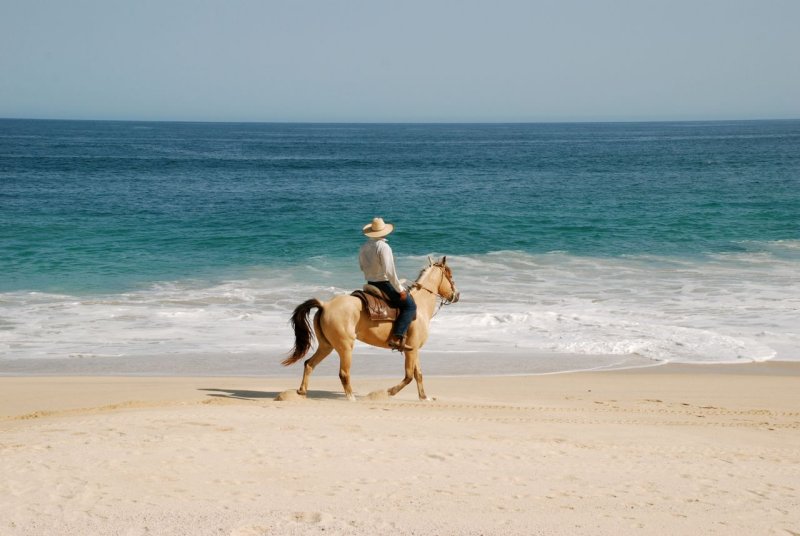 Los Cabos Beach Horseback Rider