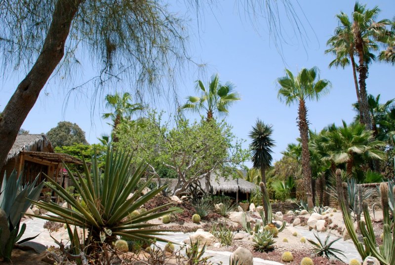 Todos Santos Cactus Garden