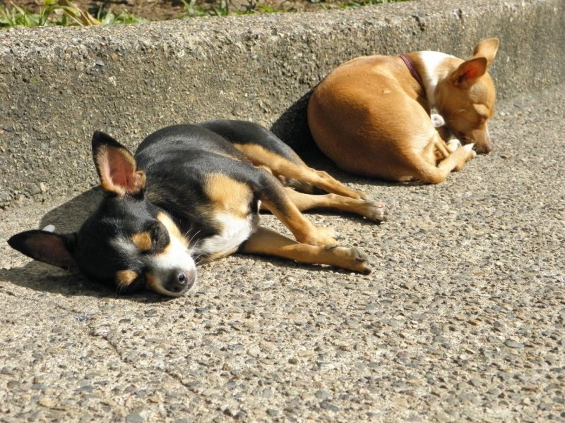 Craft Market Chihuahuas